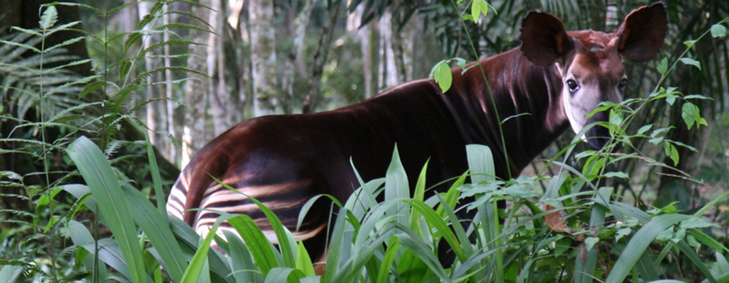 Okapis
